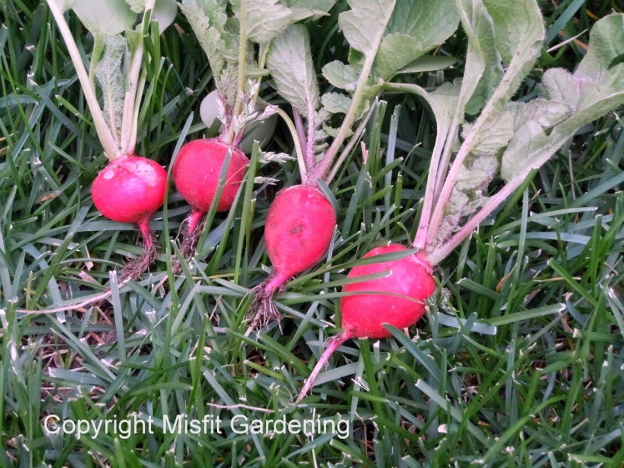 Biodynamically grown radishes