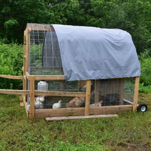 keeping chickens in chicken tractor