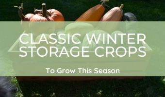 classic winter storage crops to grow this season