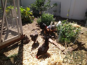 cleaning a chicken coop