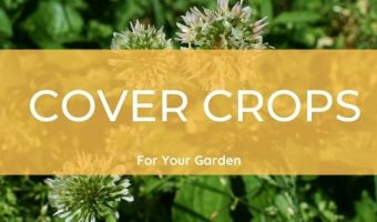 cover crops for gardens