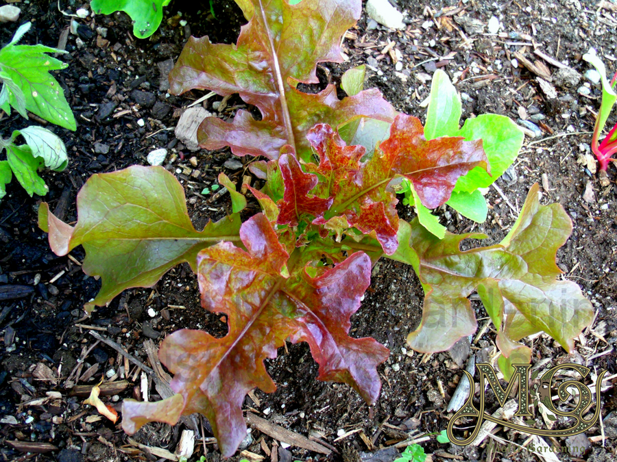 early veg to plant in spring