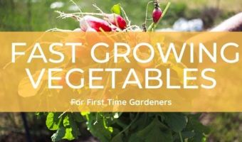 fast growing vegetables for beginner gardeners