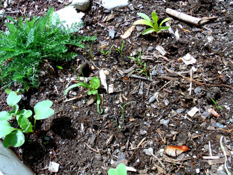 First root plant seedlings