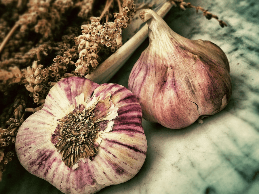 how to grow garlic bioodynamically