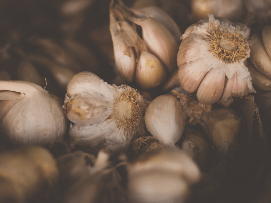 how to grow garlic organically