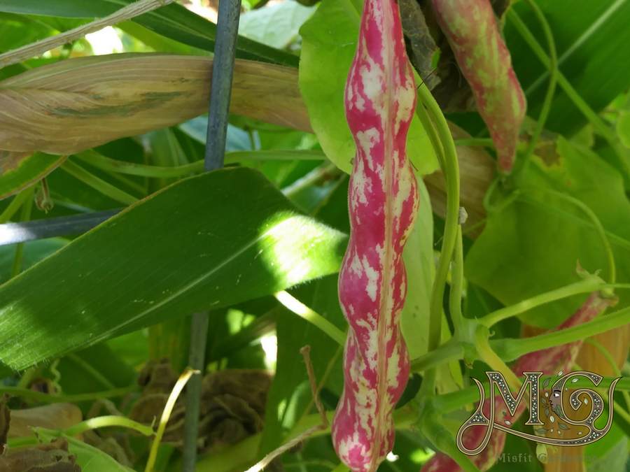 heirloom vs GMO seed