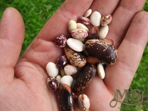 how to choose seeds to grow in the garden