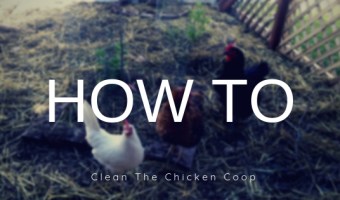 how to clean a chicken coop