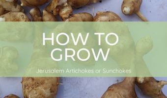 how to grow Jerusalem artichokes