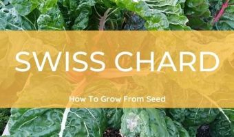 how to grow Swiss Chard from seed