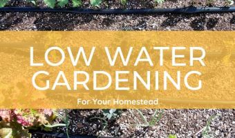 how to grow a dry garden low water garden