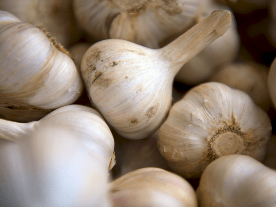 how to grow garlic