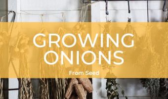 how to grow onions from seed