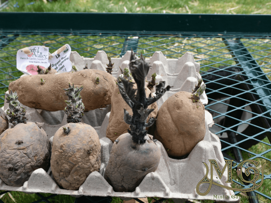 how to grow potatoes in recycled tires