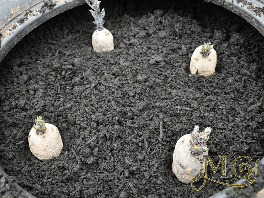 how to grow potatoes in tires