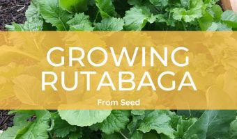 how to grow rutabaga from seed