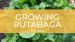 how to grow rutabaga from seed