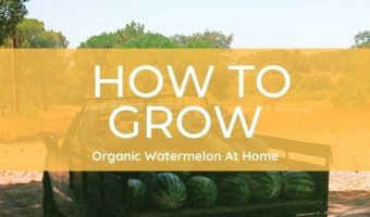 how to grow watermelon