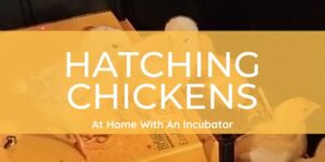 How Do You Incubate Chicken Eggs Step By Step?