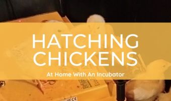 how to incubate chicken eggs for beginners