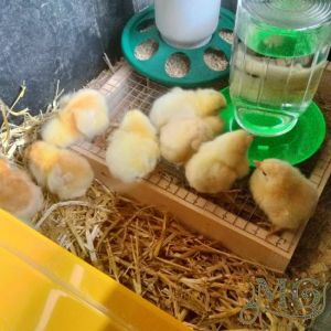 raising chickens with a chicken brooder plate