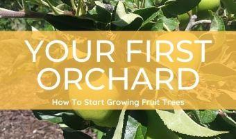 how to start a home orchard