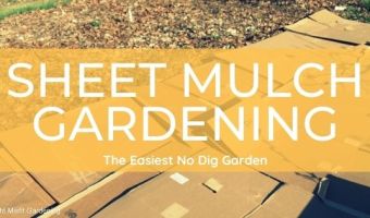 how to start a sheet mulch garden