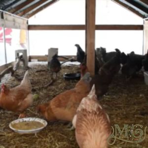 keeping backyard chickens