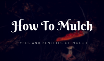 how to mulch