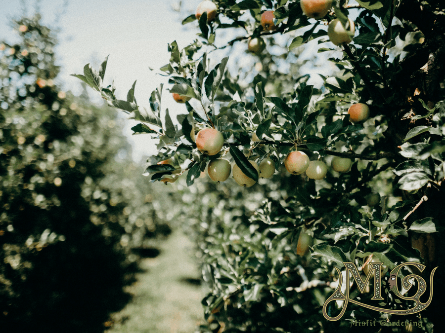 how to grow a food forest