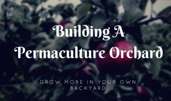 backyard permaculture orchard