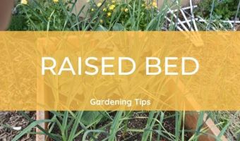 raised bed gardening tips