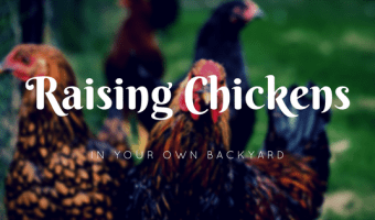 raising chickens in your backyard