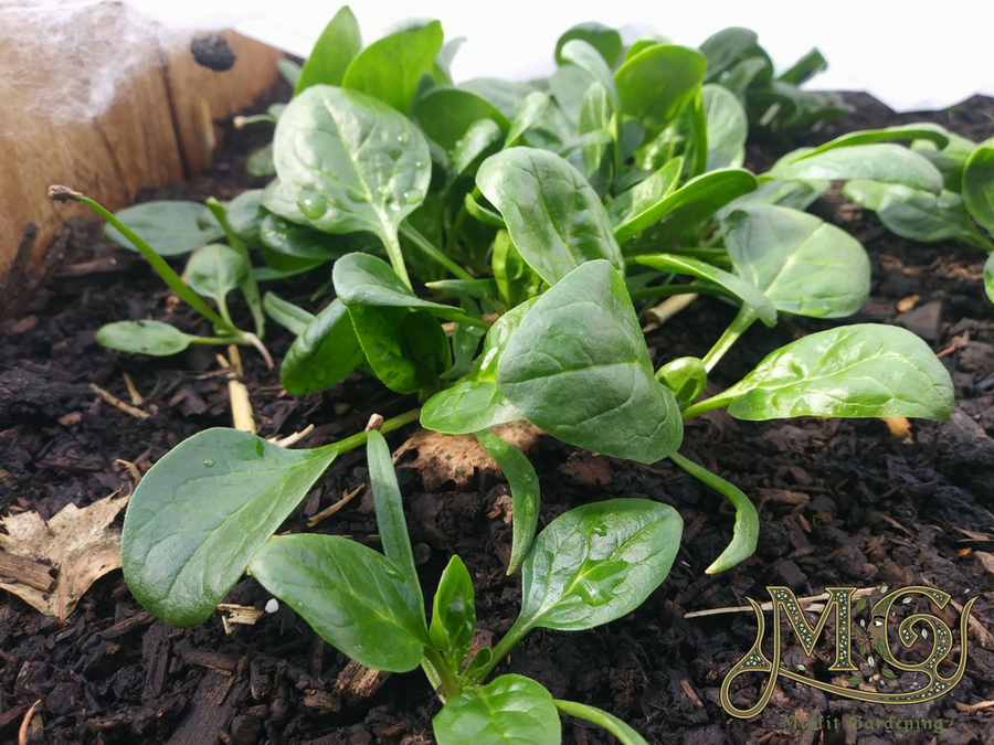 spring veg harvest