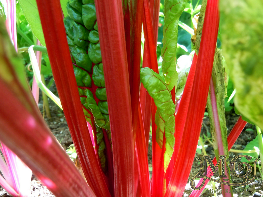 spring vegetable harvest