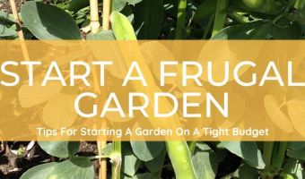 start a garden super cheap