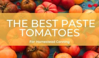 the best paste tomatoes for canning