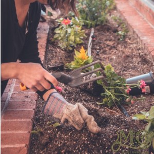 tools for seed saving