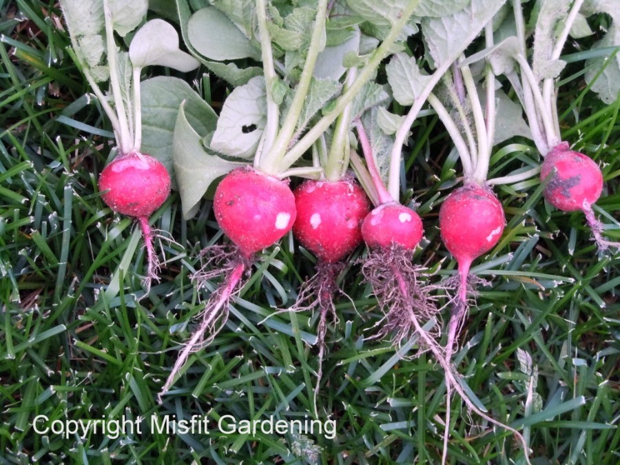 Traditionally grown radishes