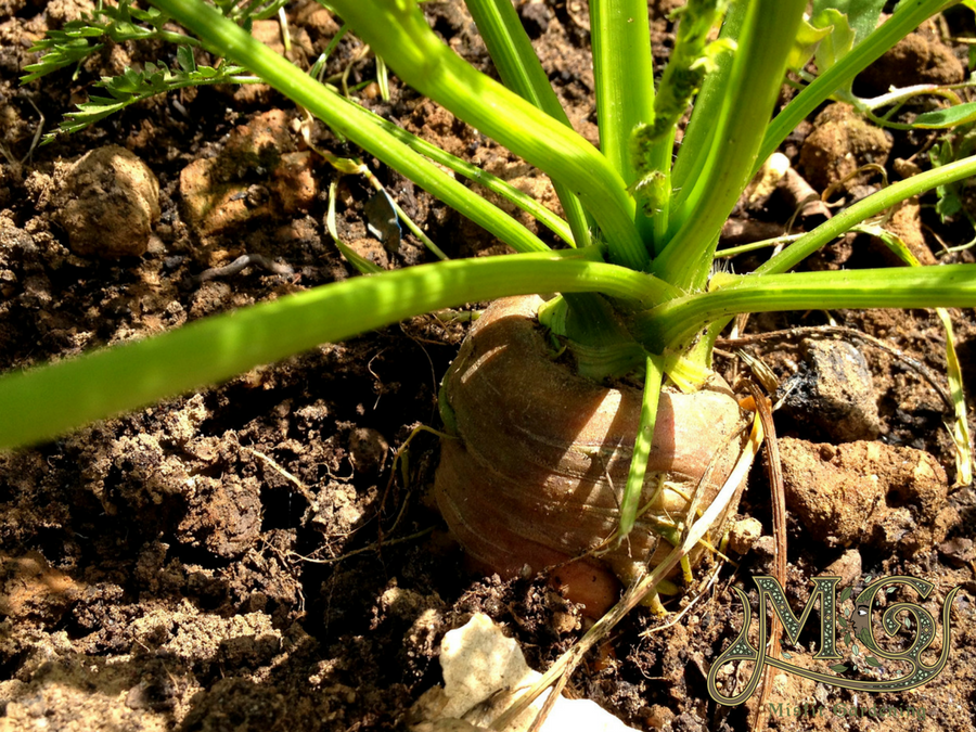 vegetables to plant in spring