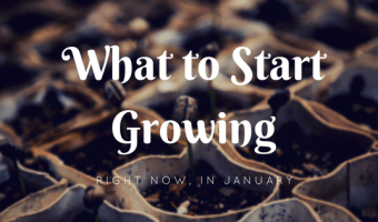 what can you plant in January