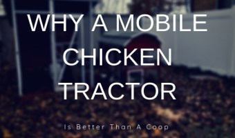 why a mobile chicken tractor is better than a coop