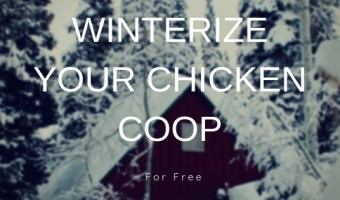 winterize chicken coop for free